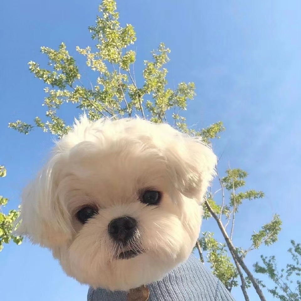 Kentwongg