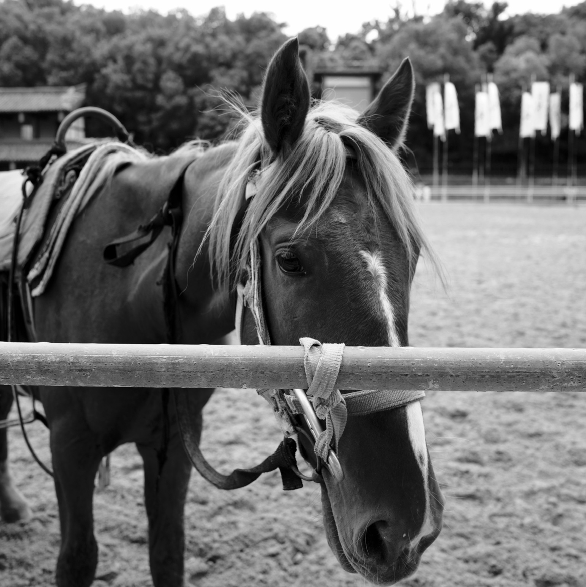 我是非洲大魔王