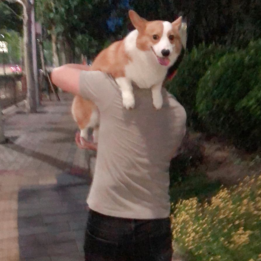 摇摆的骚年