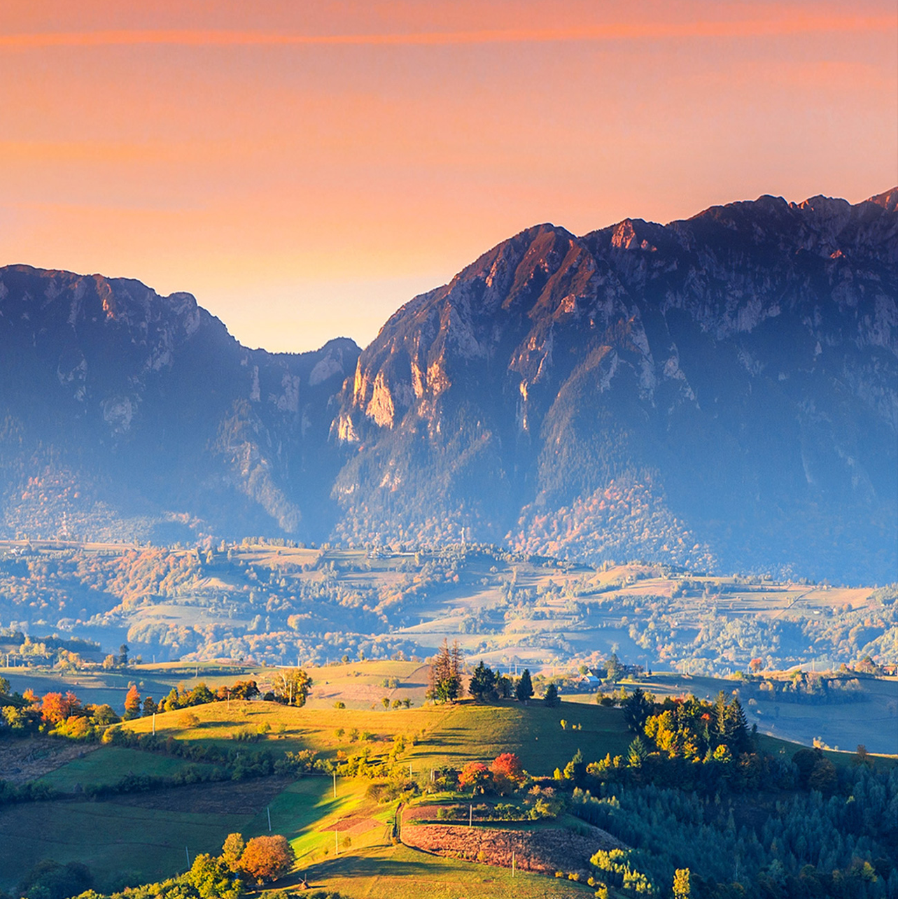 怀特星骑马的芒果