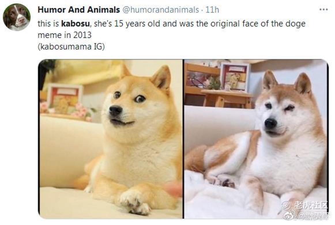 这个柴犬是狗狗币的原_老虎社区_美港股上老虎- 老虎社区