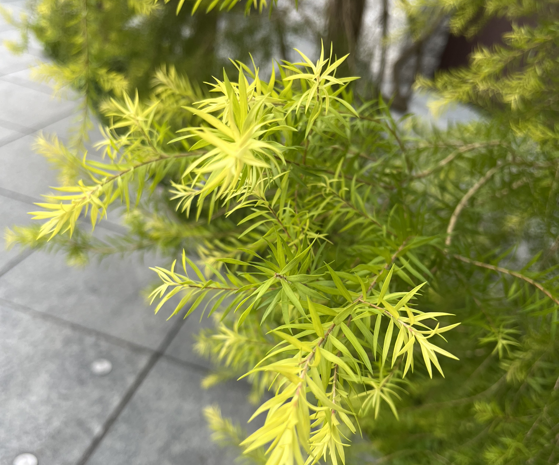 司古礼