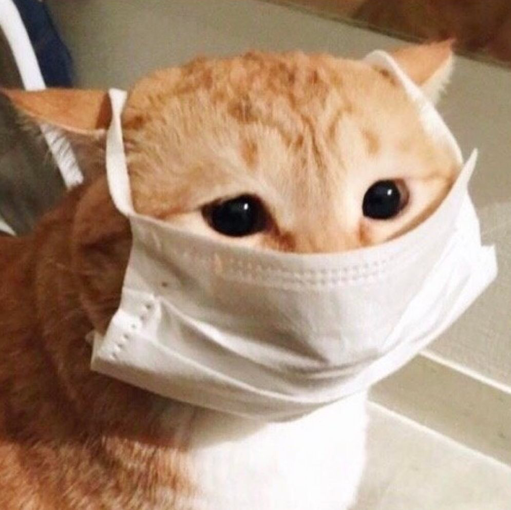 豆丁的歌