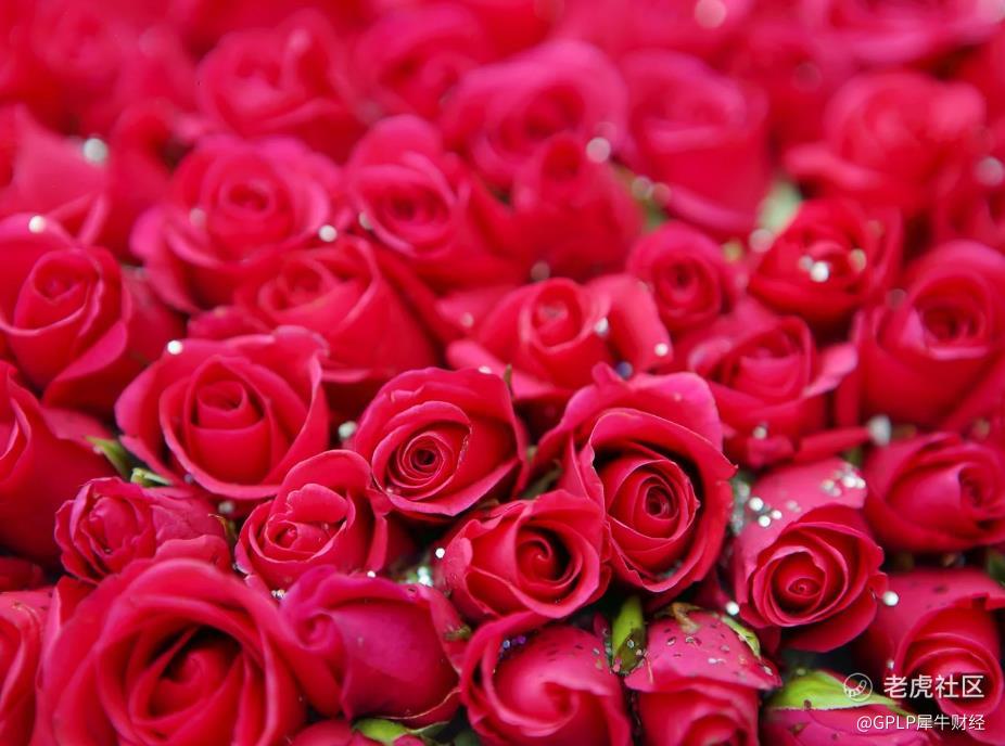 11朵红玫瑰成最流行七夕花束仅8月1日 云南鲜花市场日发货量超150万枝 今天是中国的传统节日 七夕节 电商平台数据 老虎社区 美港股上老虎