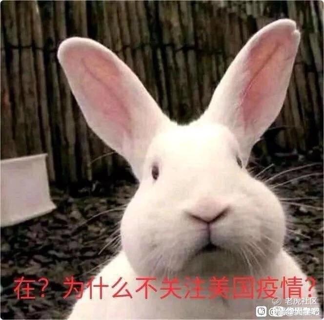 疯狂的韭菜盒子
