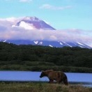 上山当野人