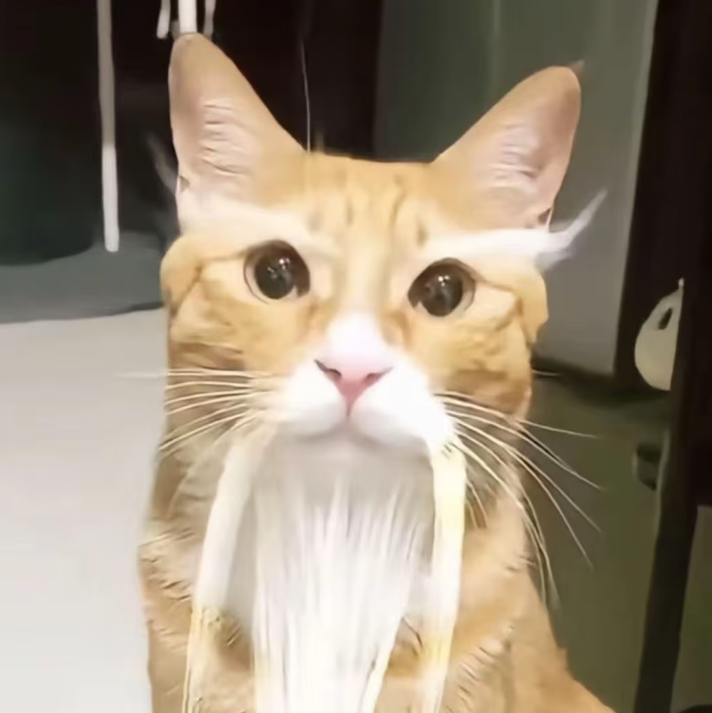 霜霜的老虎