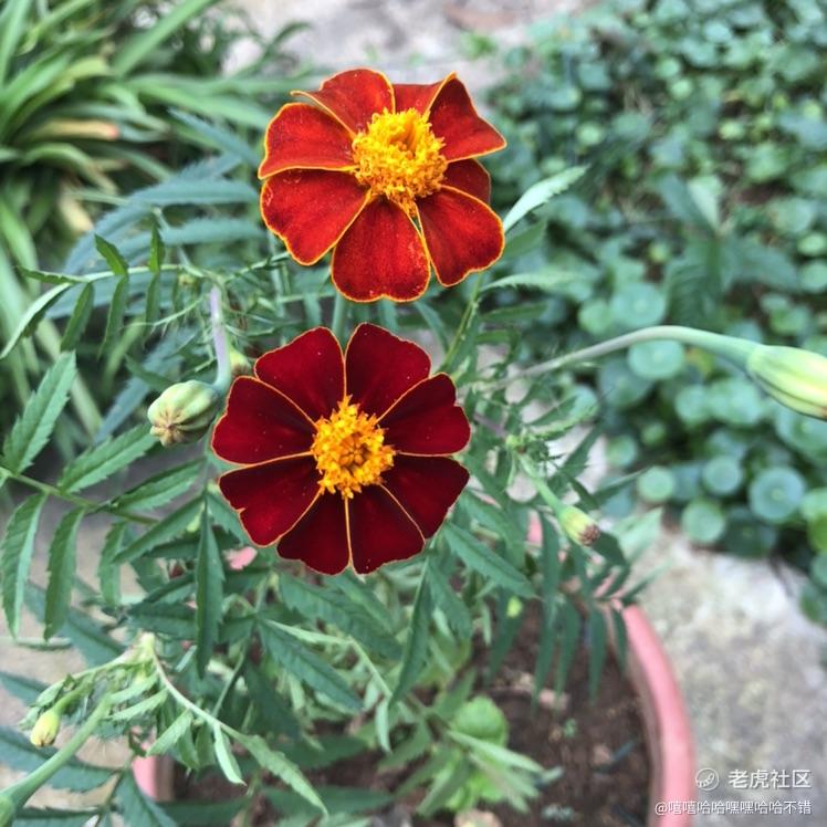 嘻嘻哈哈嘿嘿哈哈不错