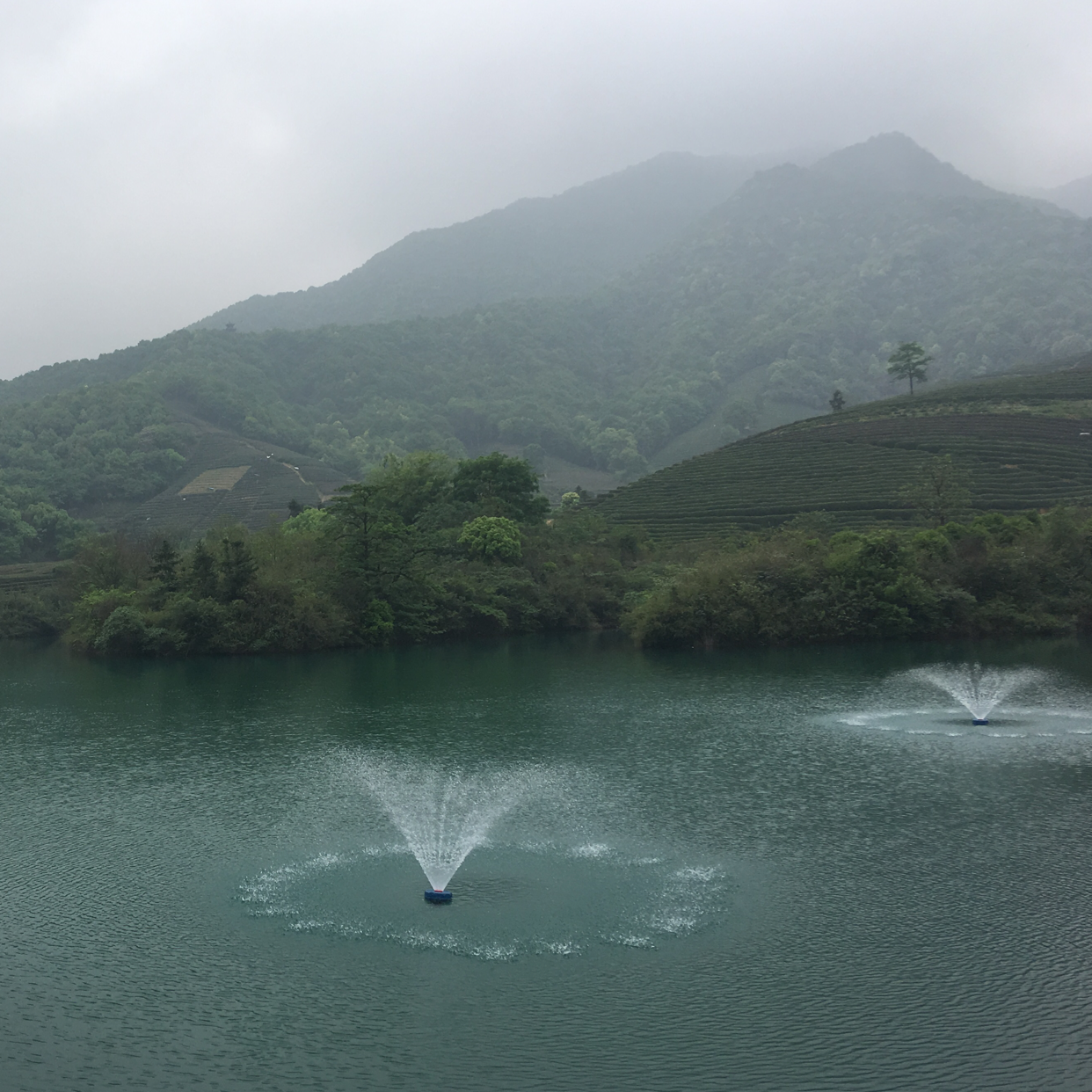 树下淋雨