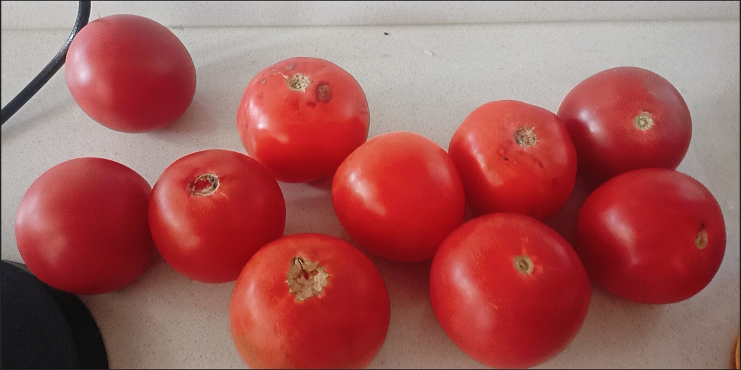 韭菜是餐桌上的一盘菜