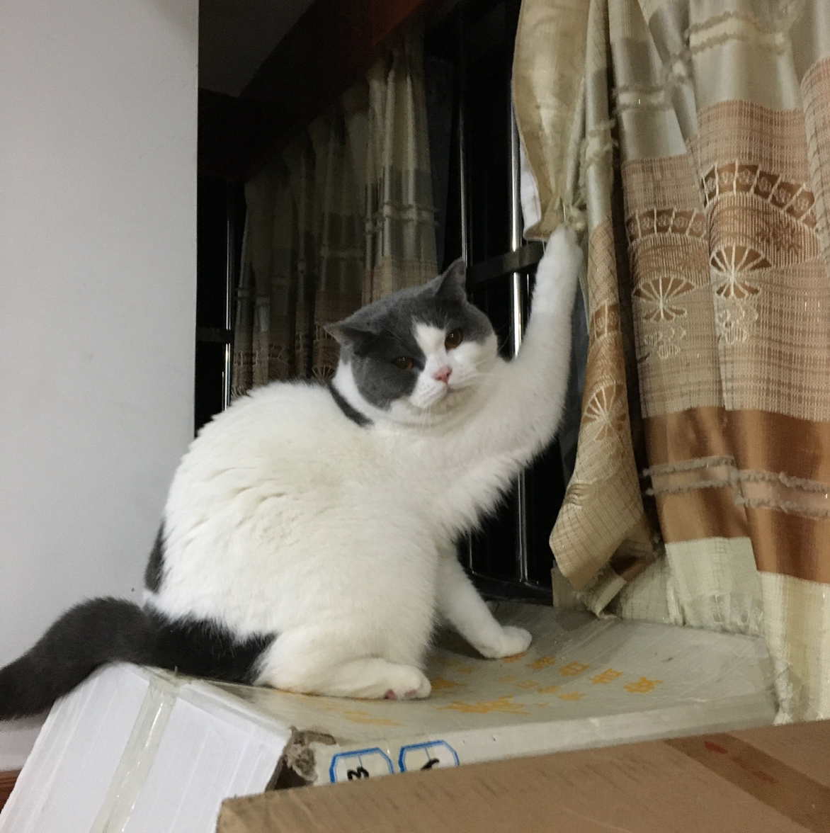 猪小花的打新工具猫