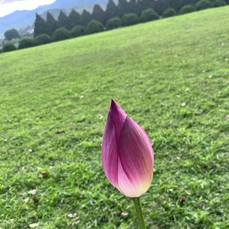 埃菲尔的铁塔的那抹忧伤