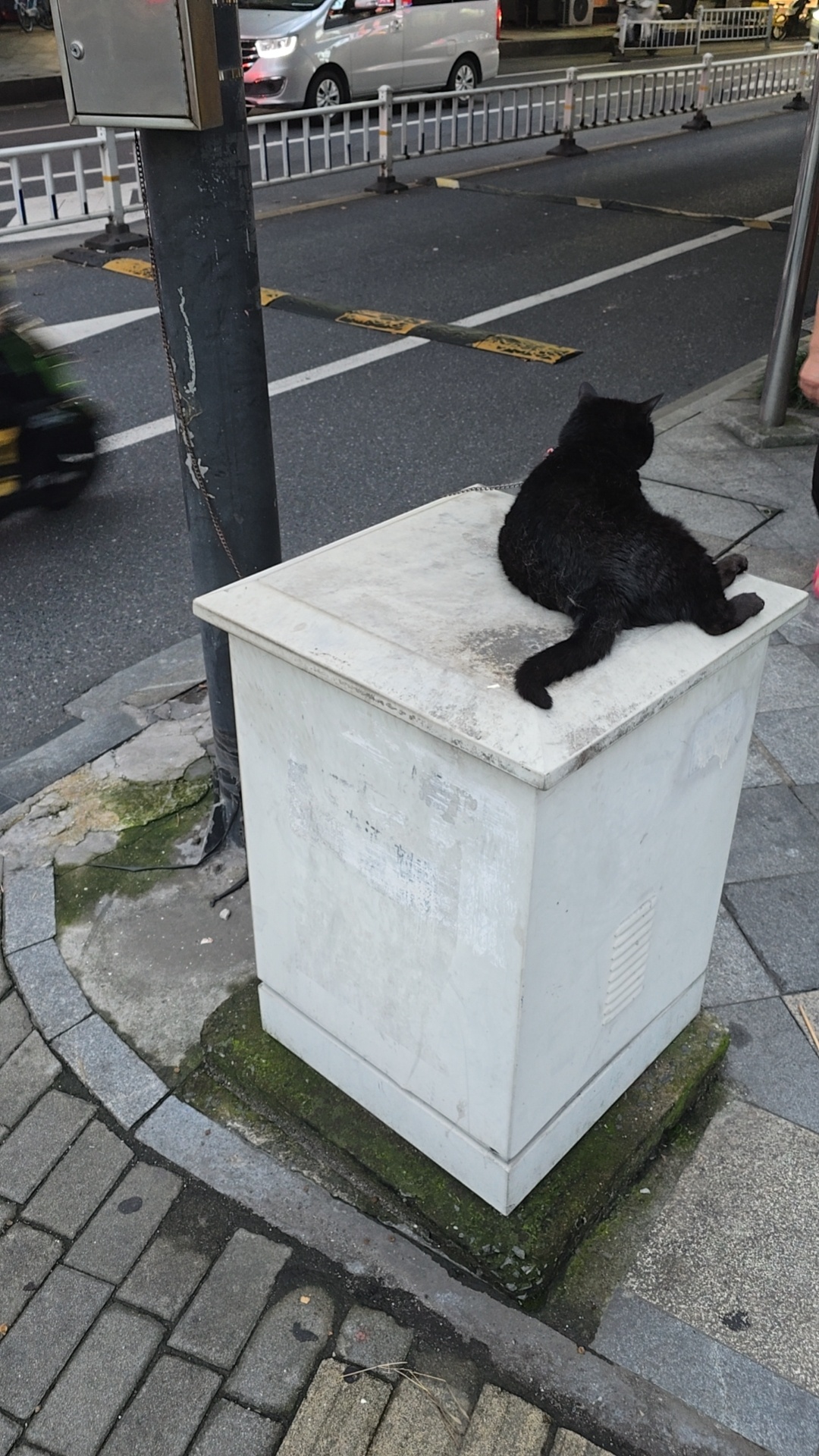 没有名字的小黑猫