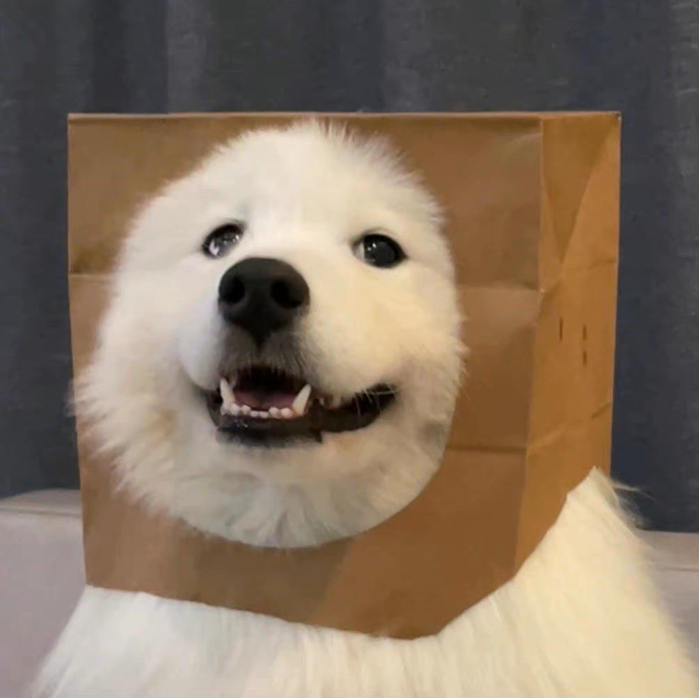 哥斯达黎加小狗