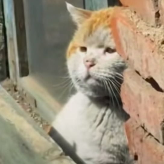 猪小花的打新工具猫