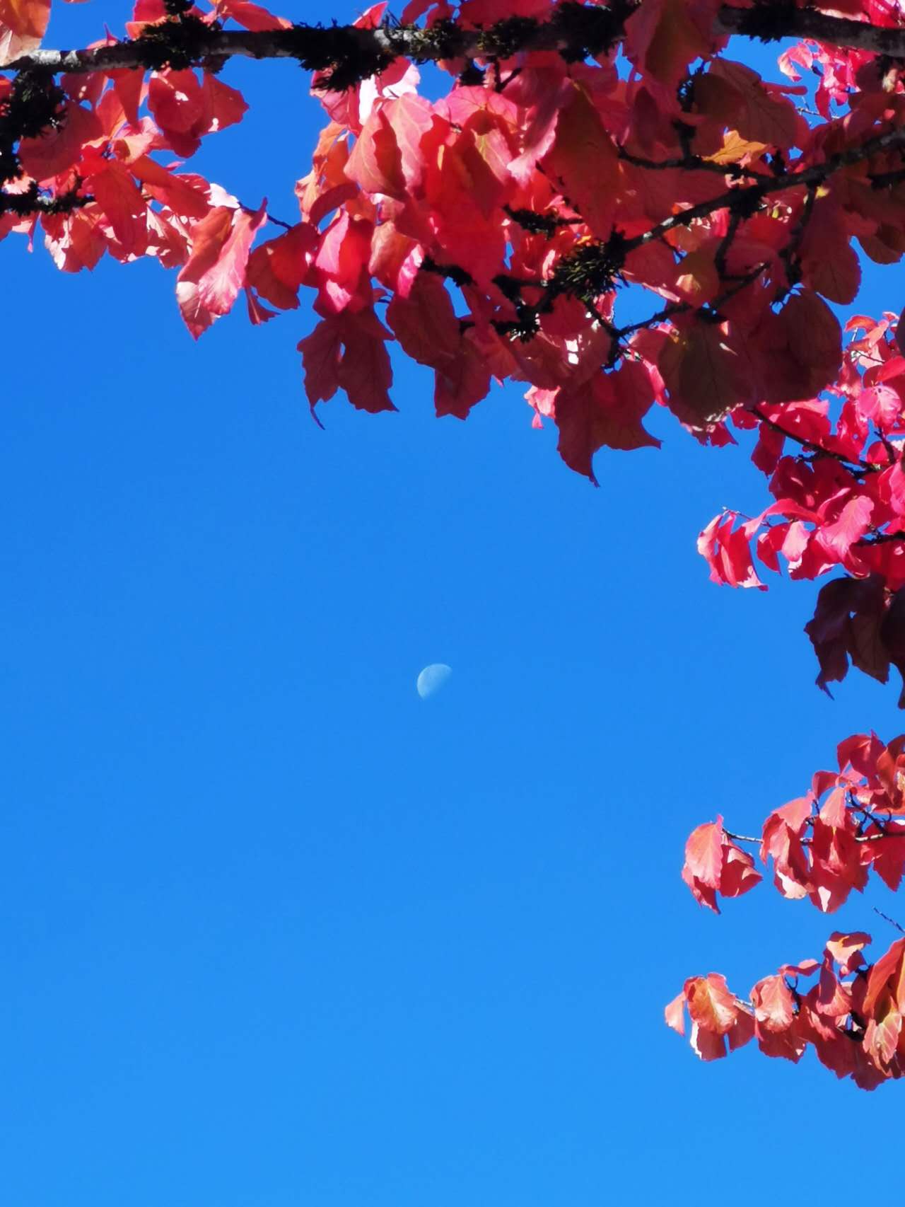 AzureHorizon