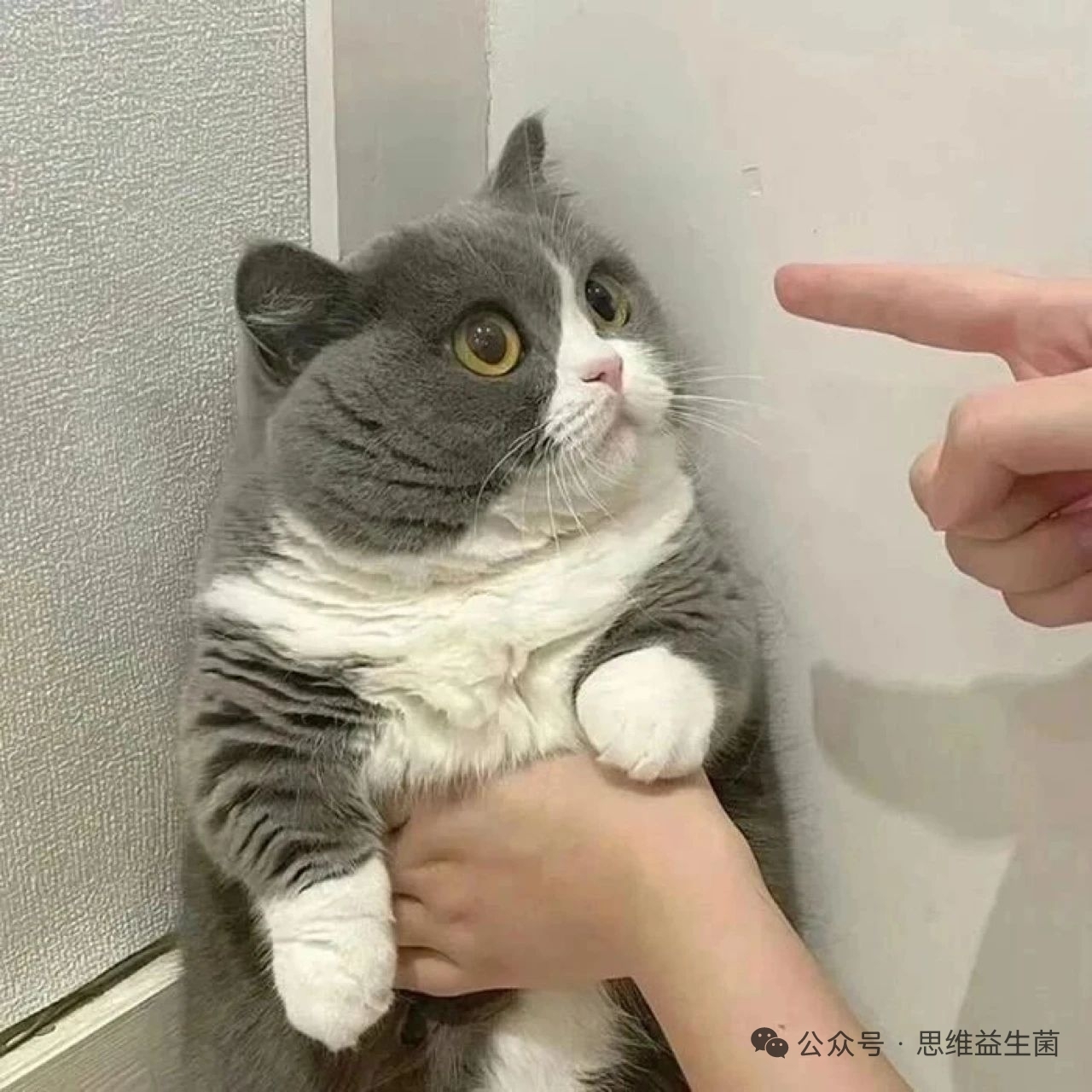 风清扬的树枝