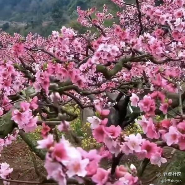 燕子飞飞飞飞飞飞