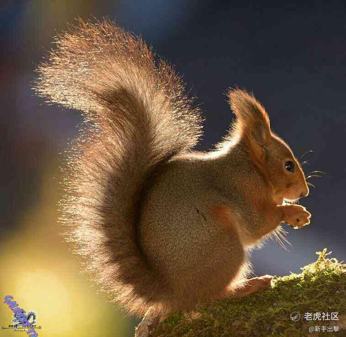 新手出擊
