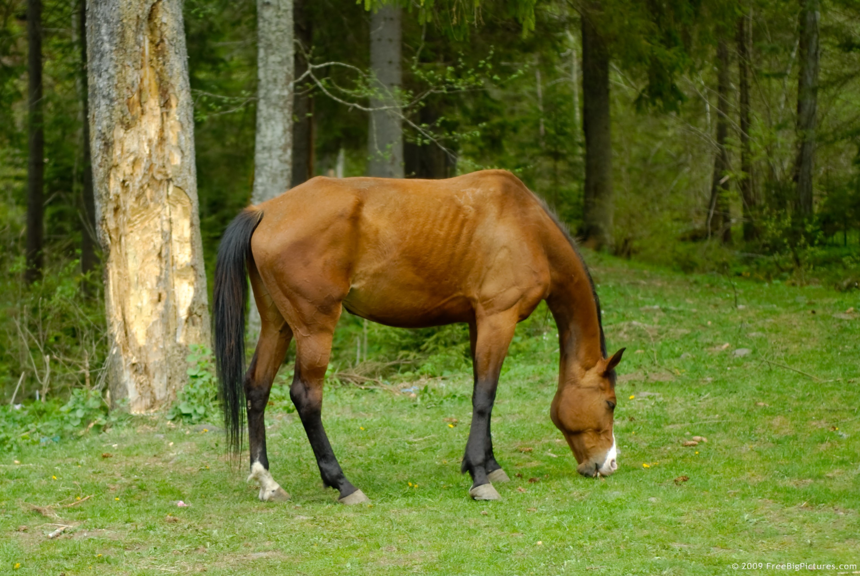 grazinghorse