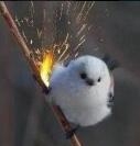 滑翔鸡