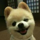 老鹰吃小鸡