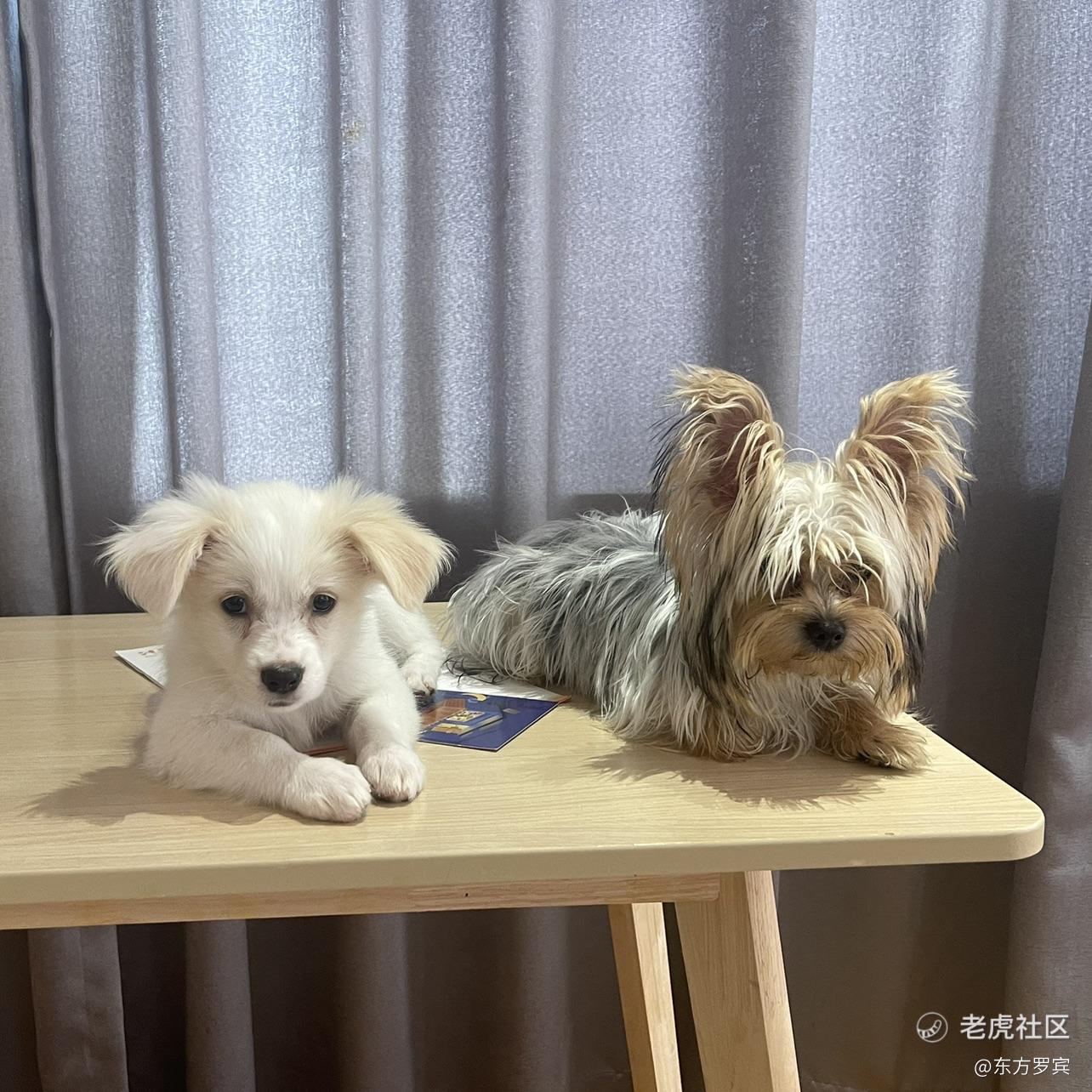 东方罗宾