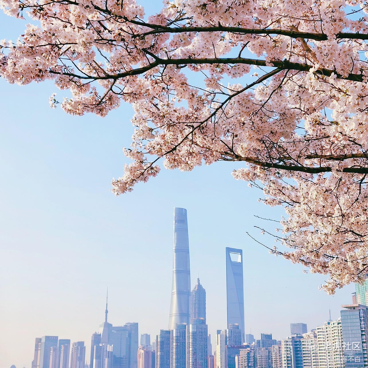 黑哥不白