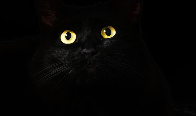 BLACK CAT