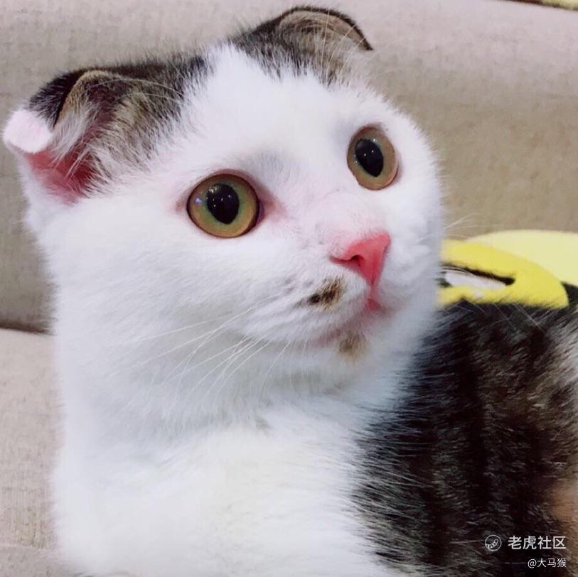 大马猴