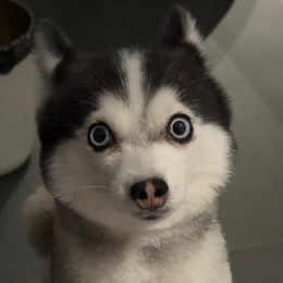 CrissZhu
