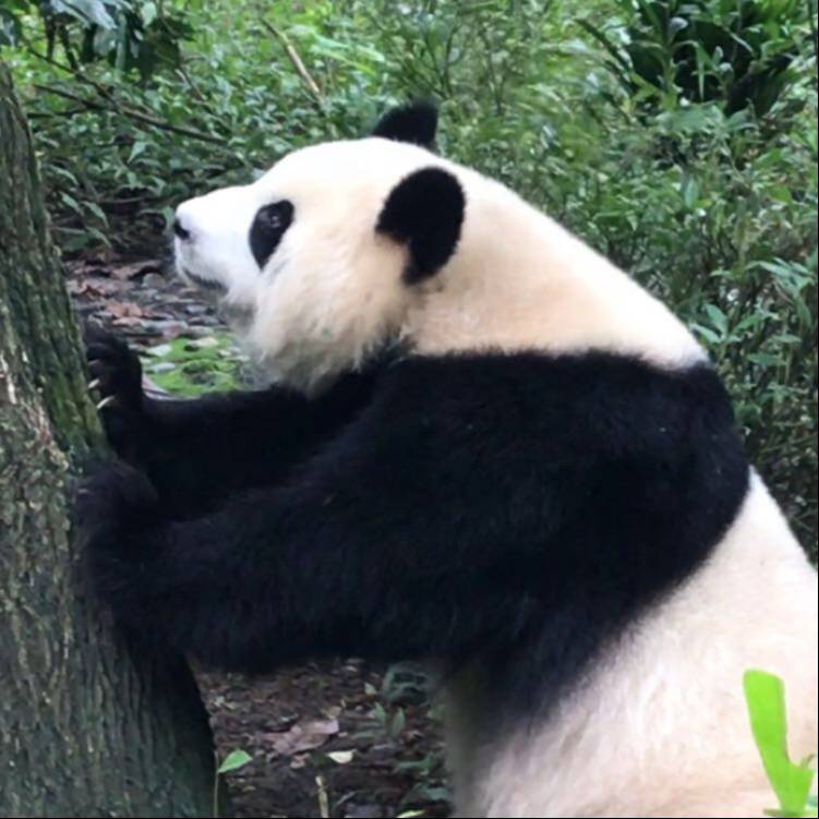 大熊猫投资