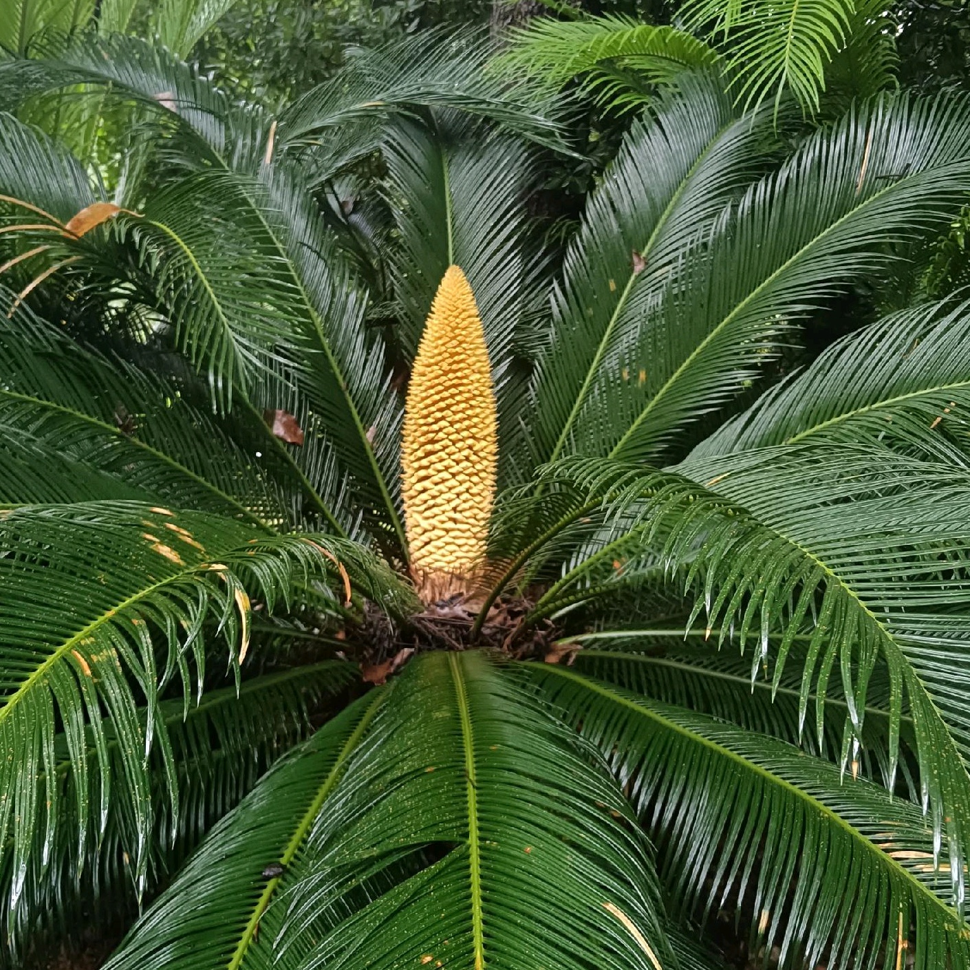 铁树花