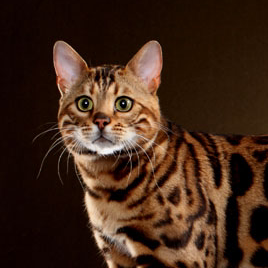 大猫DAmao