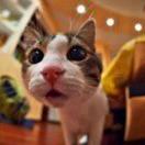 摸凹猫