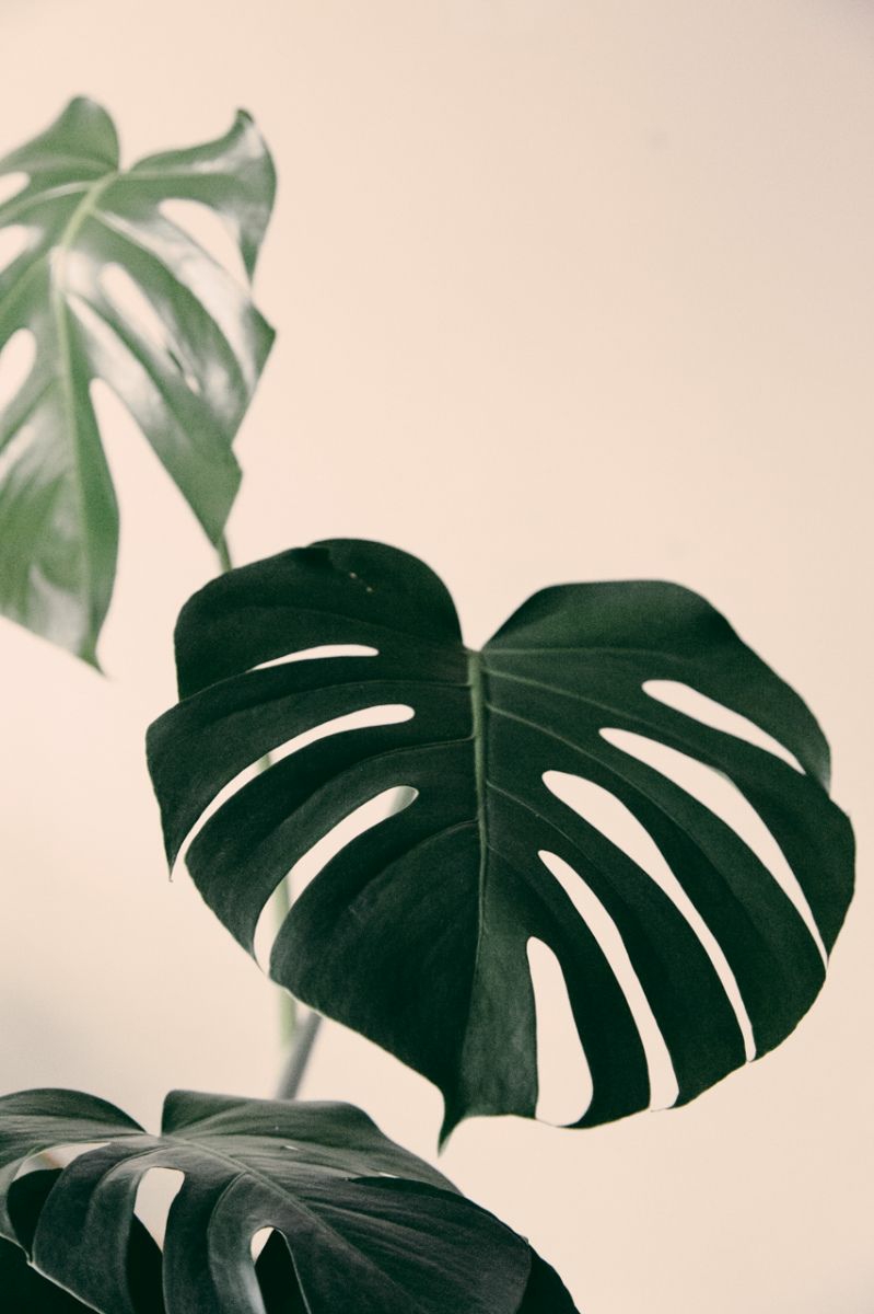 philodendron