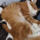 猪猪_7220