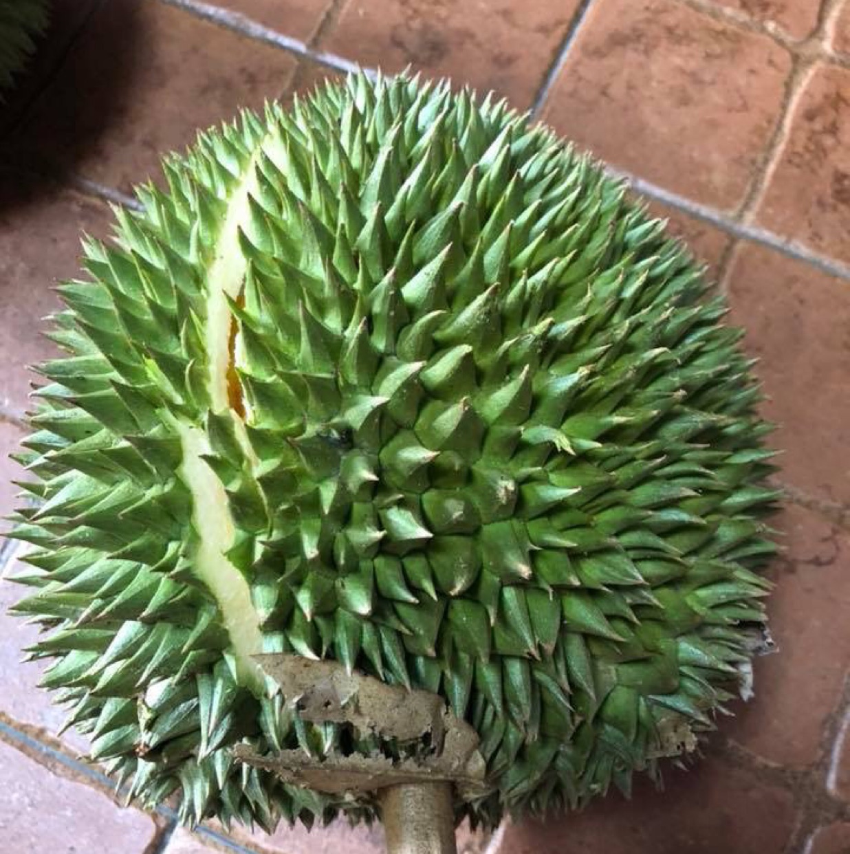 果果不休