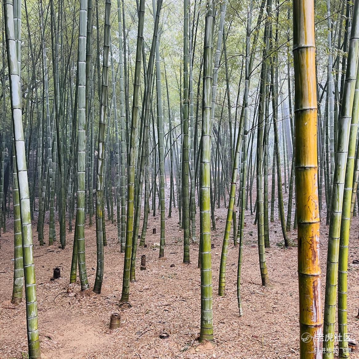 进步的飞鹰