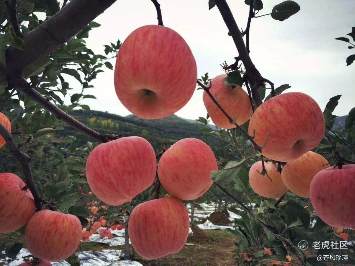 苍风瑶瑾