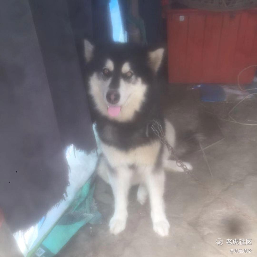 吼吼吼哈