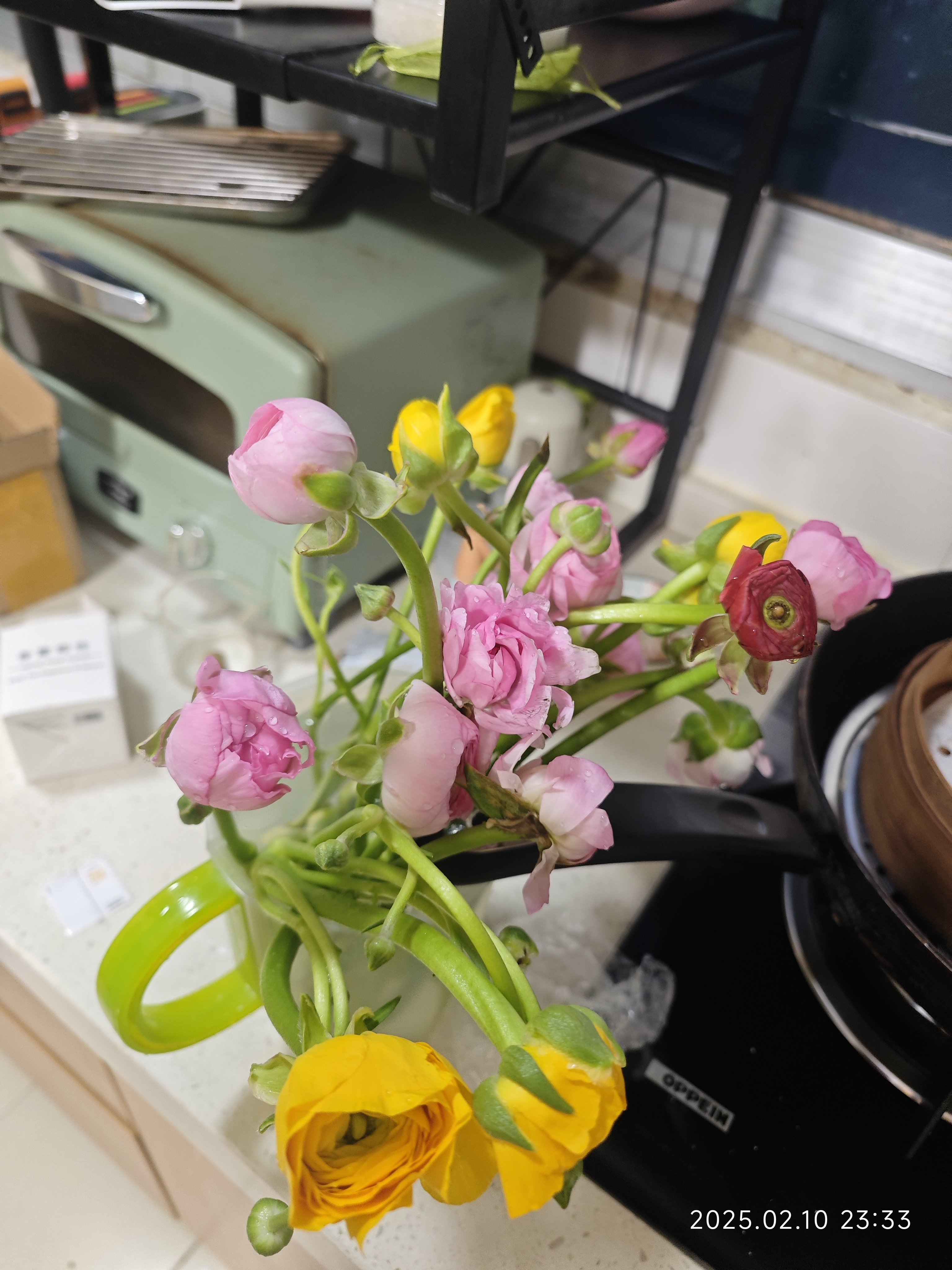 豆芽_1229