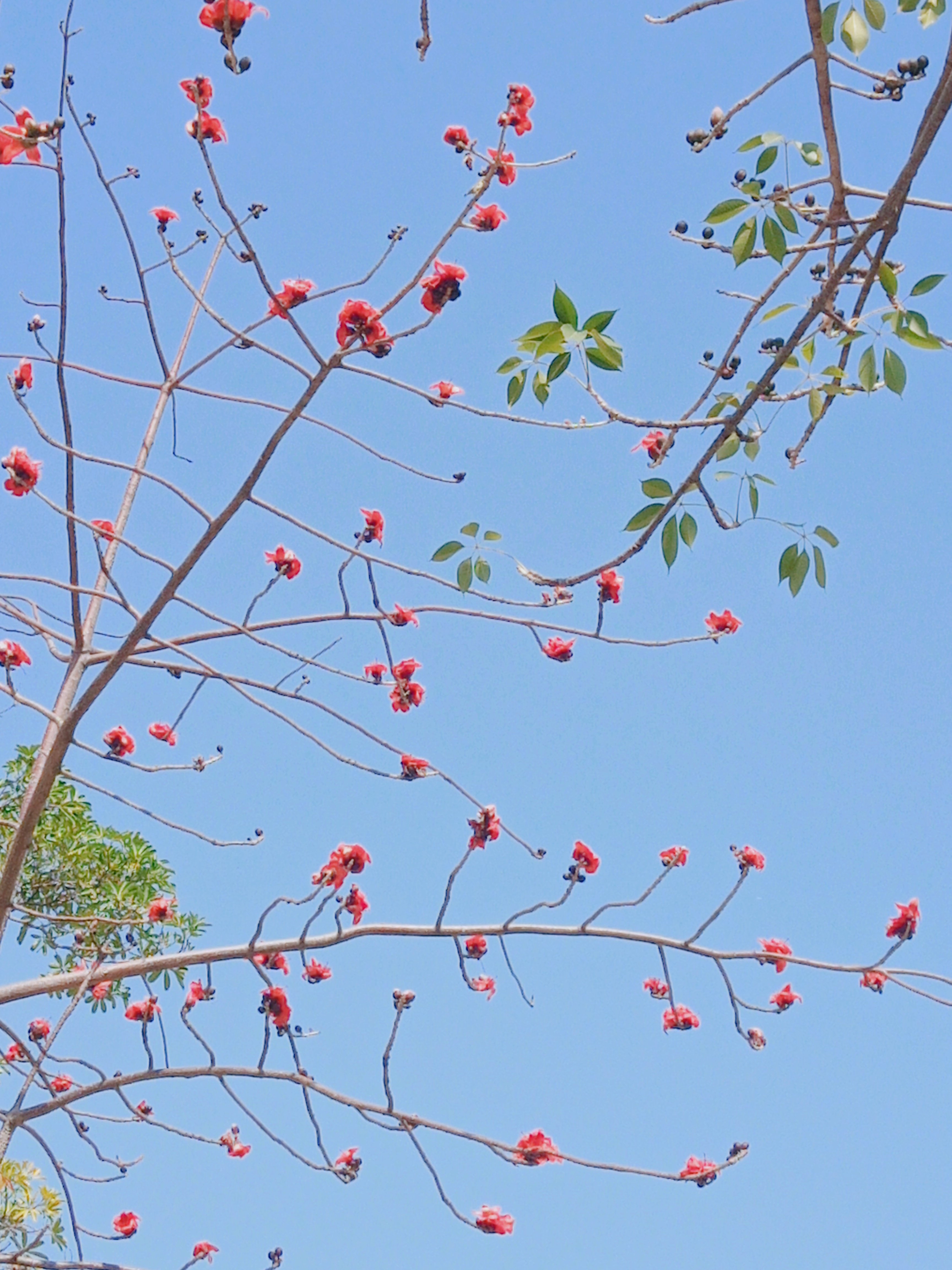 一缕阳光的女孩