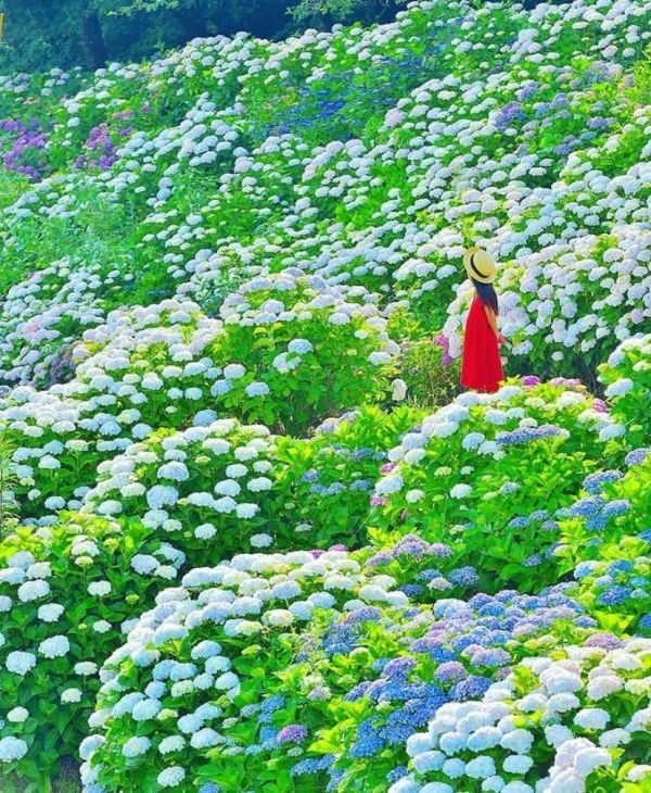 海棠朵朵朵