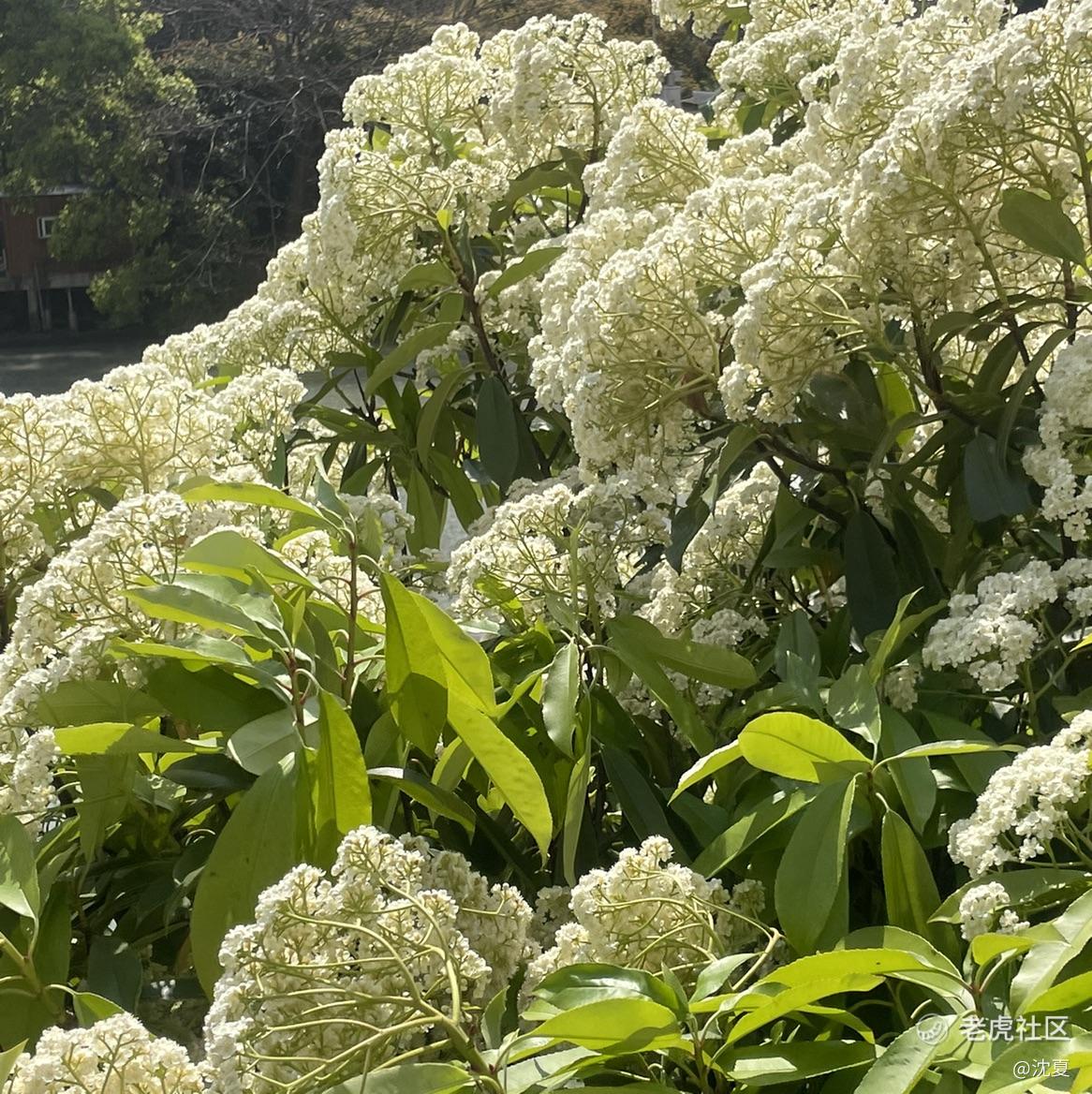 沈夏
