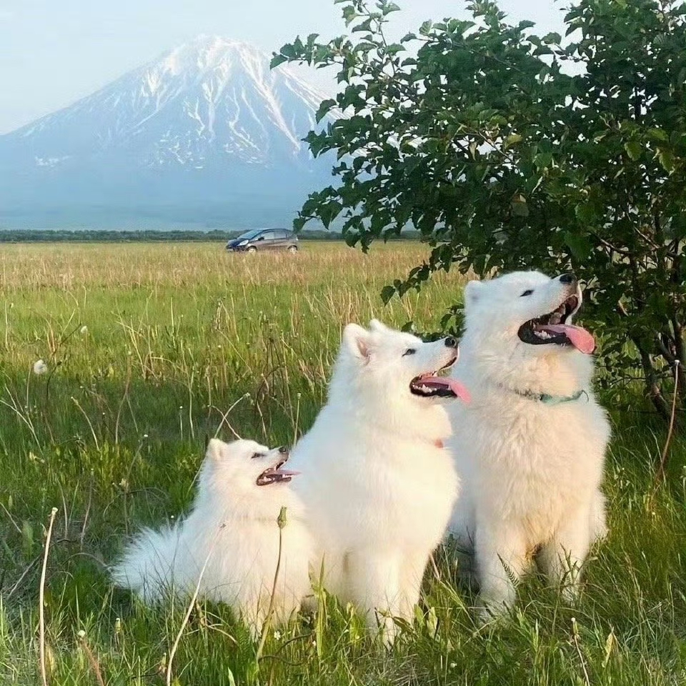 畅悠