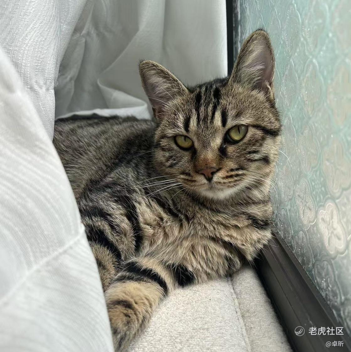 卓昕