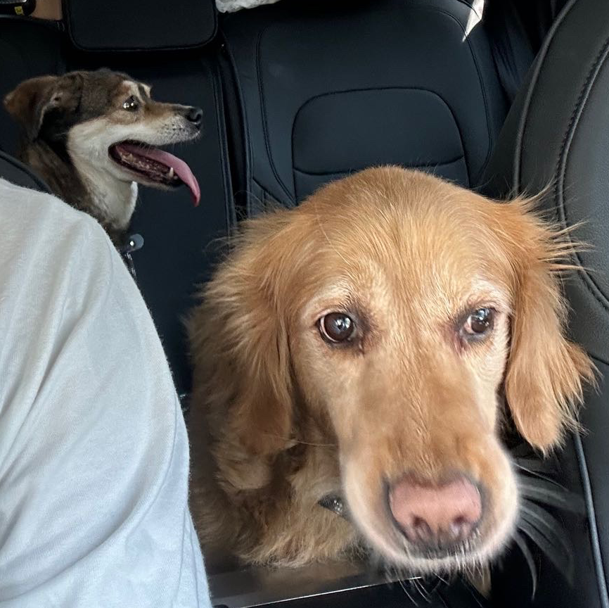 TateDog