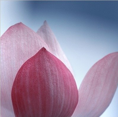 Eve Tang