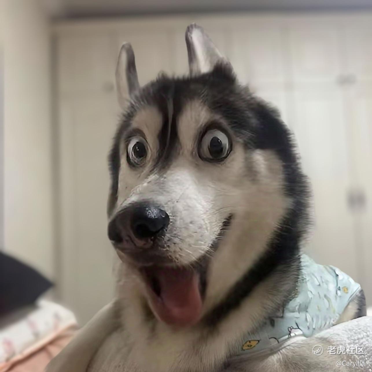 吁吁打瞌睡